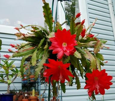Red Orchid Cactus
